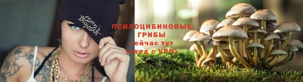 гидра Абаза
